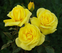 Rose Freisia 3 ft Standards (Rosa) - Ladybird Nursery