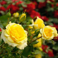 Rose Freisia 3 ft Standards (Rosa) - Ladybird Nursery