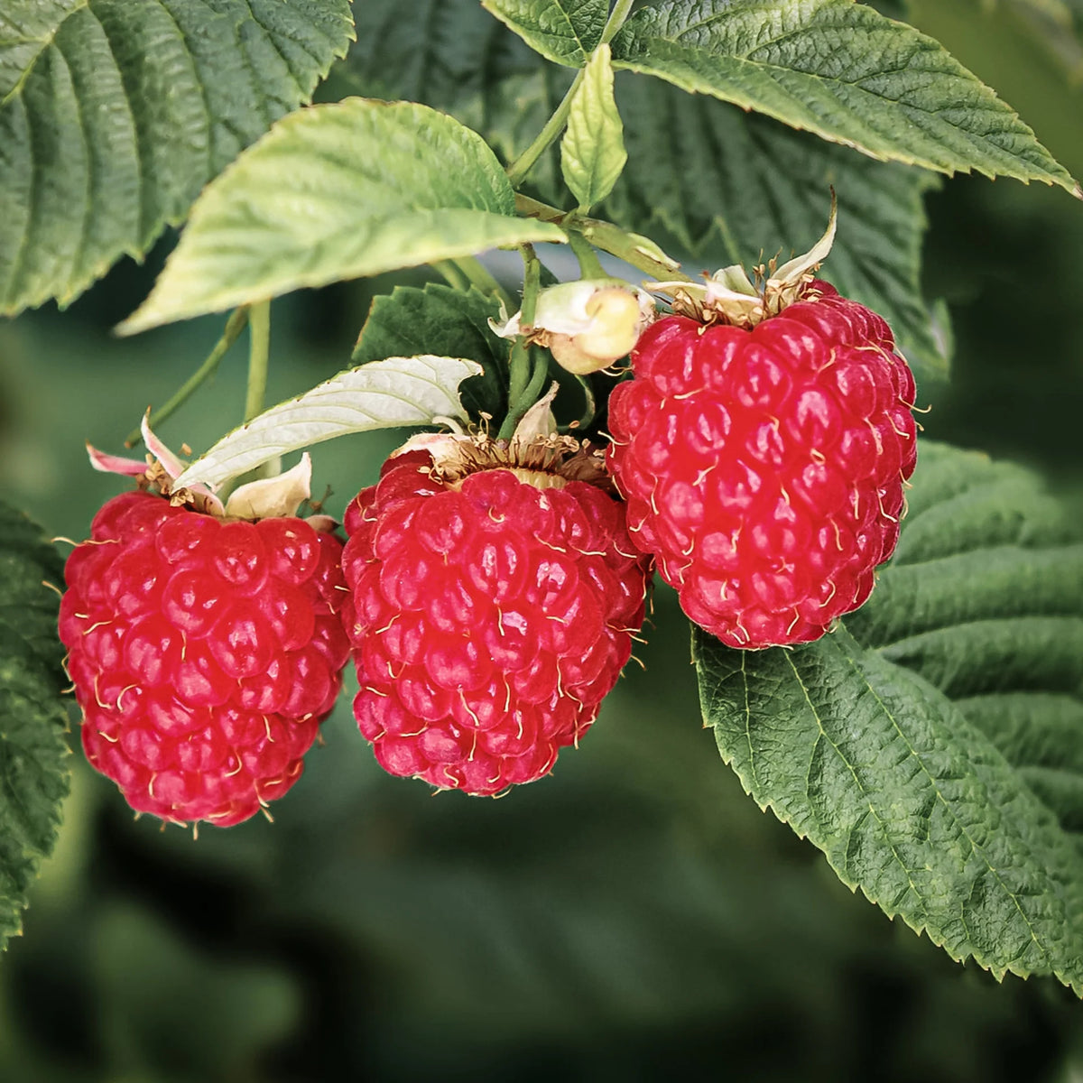 Chilliwack Raspberry Raspberry ‘Chilliwack’ Plant – Buy Now! – Ladybird Nursery