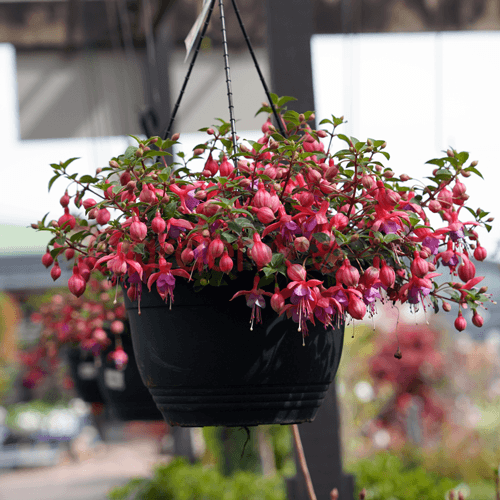 Assorted (Fuchsia) - Ladybird Nursery