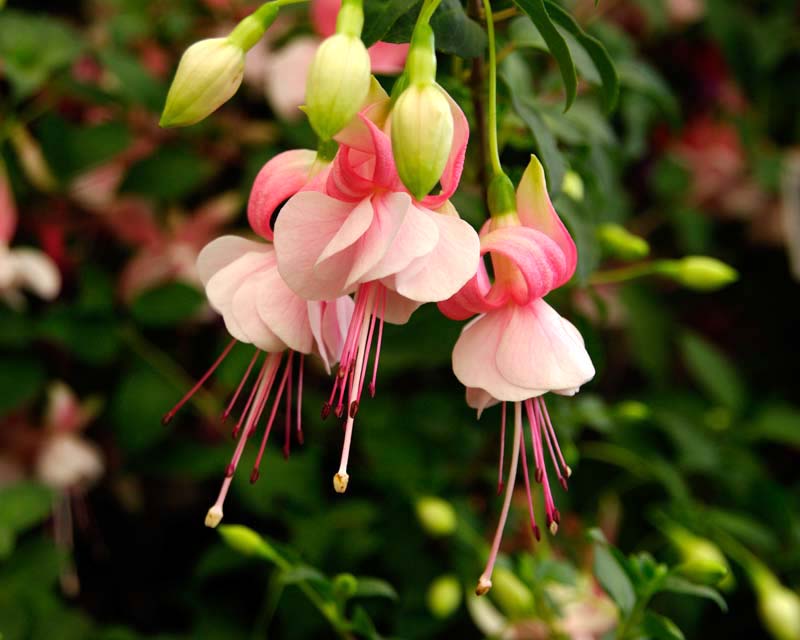Tropical Fuchsia (Fuchsia hybrid)