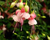 Tropical Fuchsia (Fuchsia hybrid)