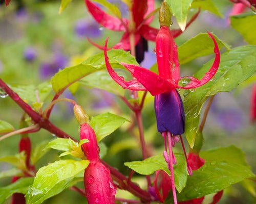 Tropical Fuchsia (Fuchsia hybrid) - Ladybird Nursery