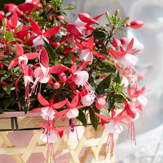 Fuchsia 'Bella Evita' - Ladybird Nursery