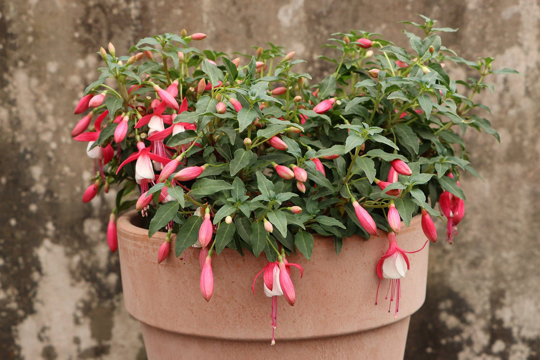 Fuchsia 'Bella Evita' - Ladybird Nursery