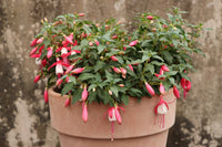 Fuchsia 'Bella Evita' - Ladybird Nursery