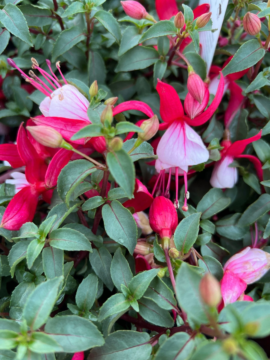 Fuchsia 'Bella Hilda' - Ladybird Nursery
