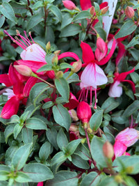 Fuchsia 'Bella Hilda' - Ladybird Nursery