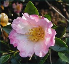 Sasanqua Camellia Fukuzutsumi (Camellia sasanqua)