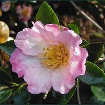 Sasanqua Camellia Fukuzutsumi (Camellia sasanqua) - Ladybird Nursery