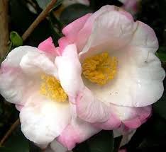 Sasanqua Camellia Fukuzutsumi (Camellia sasanqua)