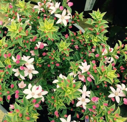 Waxflower Cascade of Stars (Philotheca buxifolia)