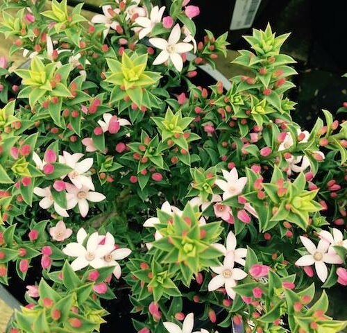 Waxflower Cascade of Stars (Philotheca buxifolia) - Ladybird Nursery