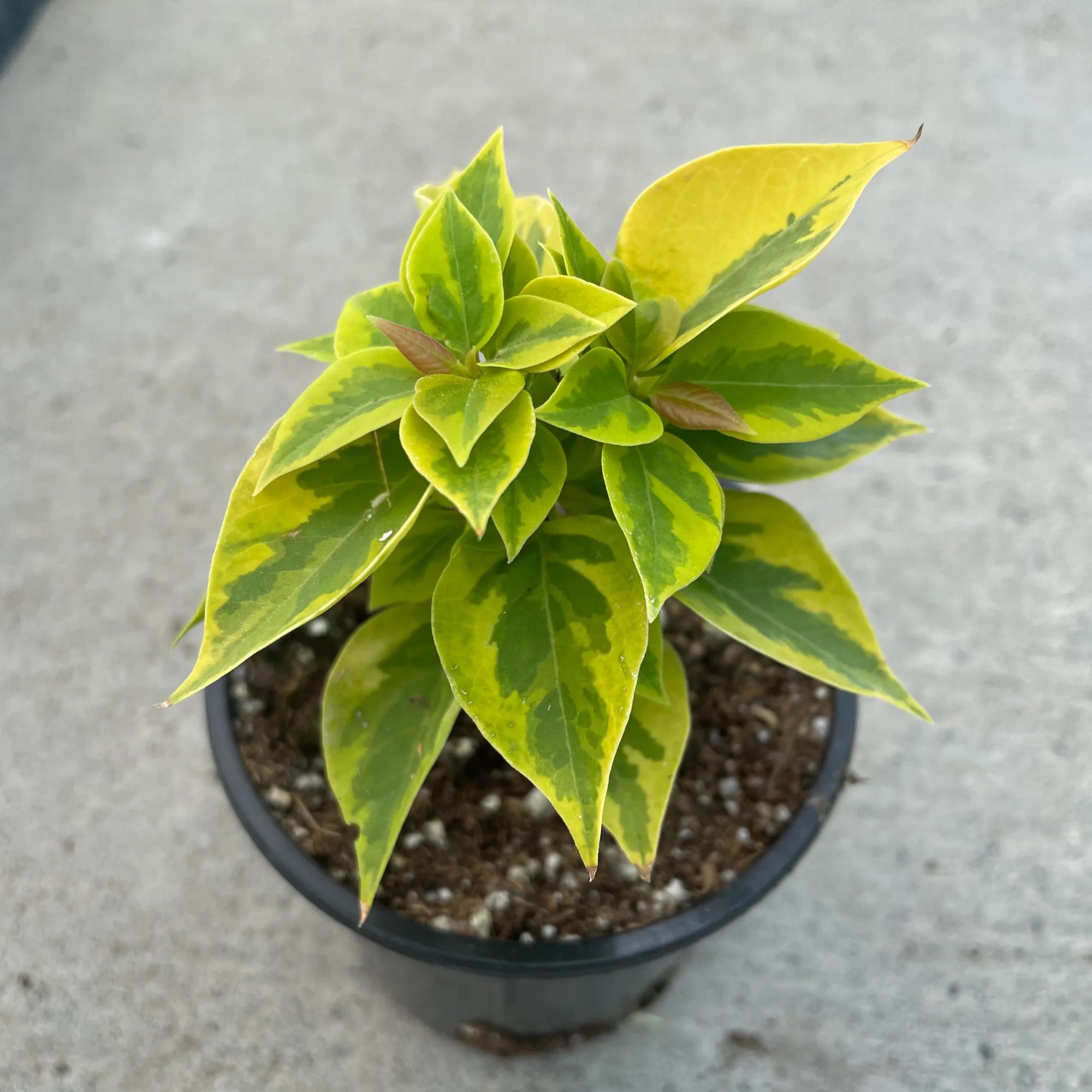 Bougainvillea Pixie Queen (Bougainvillea glabra) - Ladybird Nursery