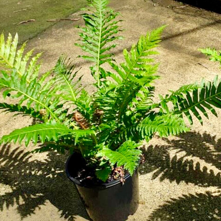 Red Dwarf Tree Fern Form (Blechnum brasiliense) - Ladybird Nursery
