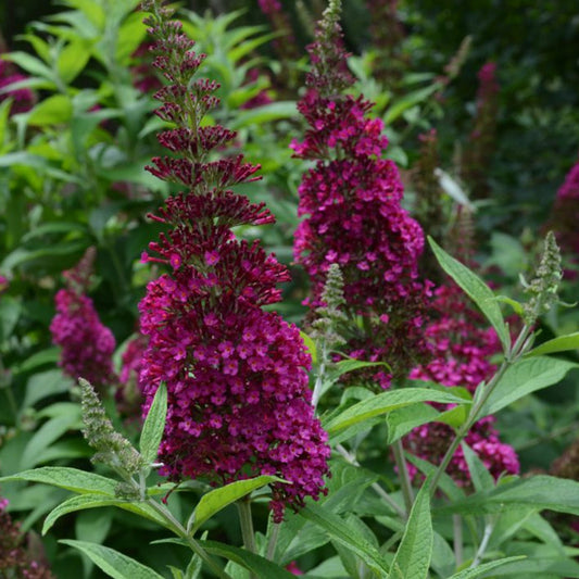 Butterfly Bush 'CranRazz' (Buddleja davidii)