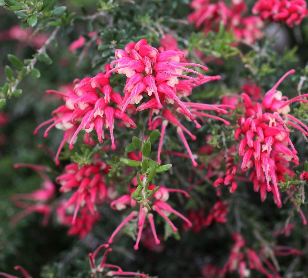 Grevillea Strawberry Smoothie - Ladybird Nursery