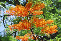 Grevillea robusta