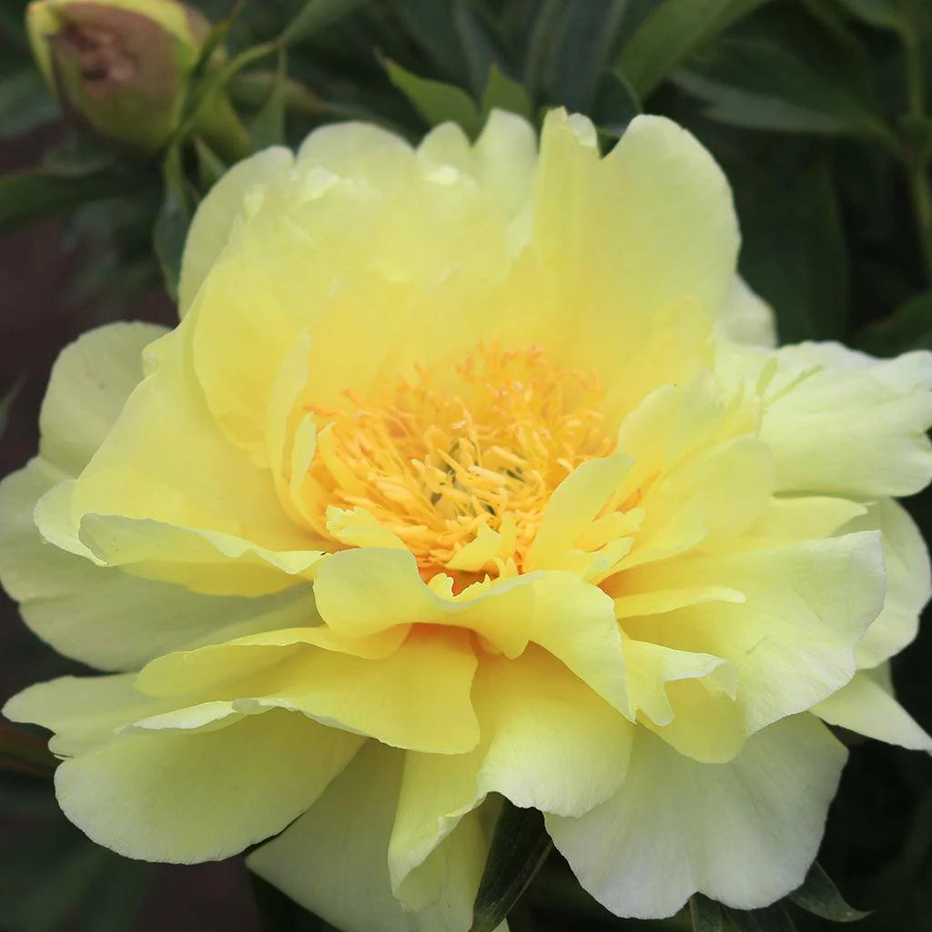 Itoh Peony Lemon Dream (Paeonia)