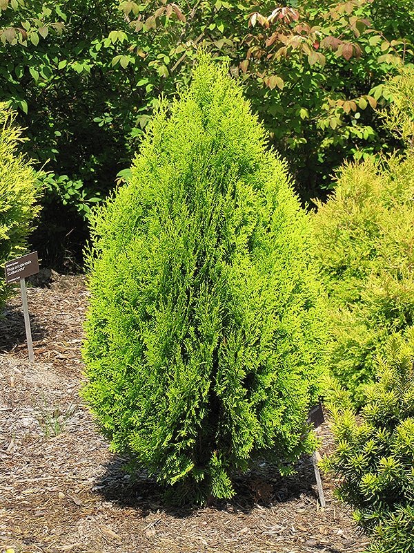 Dwarf Golden Arborvitae Lutea Nana (Thuja occidentalis) - Ladybird Nursery