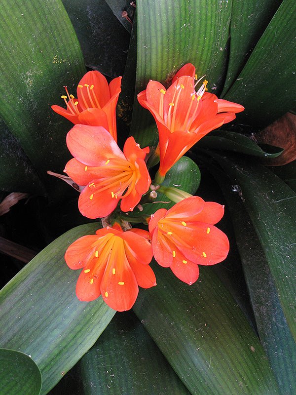 Clivia Belgian Hybrid - Ladybird Nursery