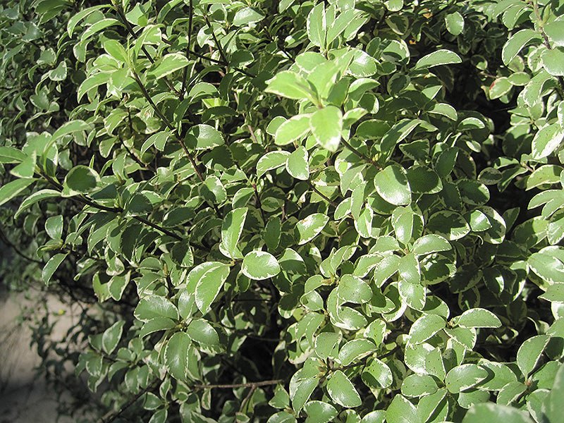 Variegated Kohuhu (Pittosporum tenuifolium) - Ladybird Nursery