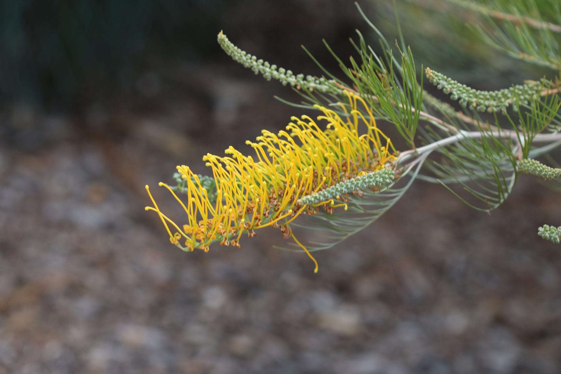 Grevillea 'Golden Lyre'