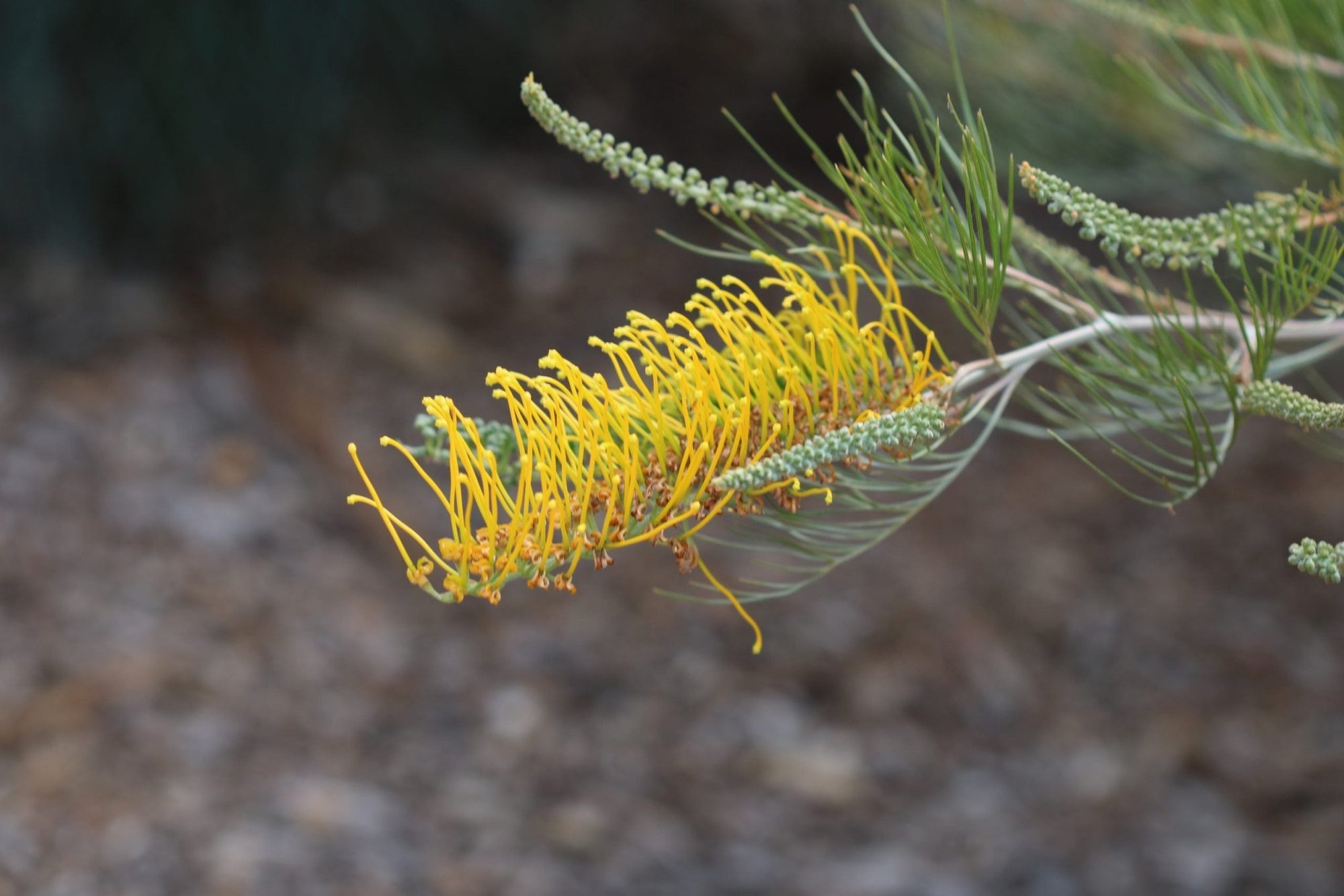 Grevillea 'Golden Lyre' - Ladybird Nursery