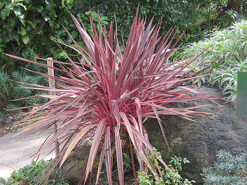 Cordyline 'Electric Pink™' (Cordyline banksii)