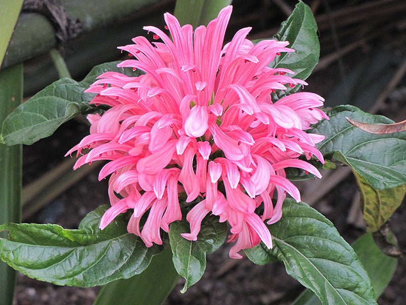 Brazilian Plume Flower (Justicia carnea) - Ladybird Nursery