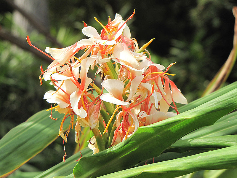 White Ginger Lily (Hedychium coronarium)