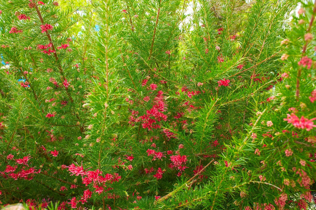 Grevillea Scarlet Sprite - Ladybird Nursery