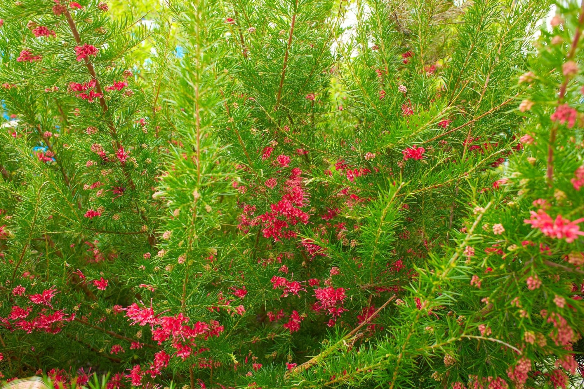 Grevillea Scarlet Sprite - Ladybird Nursery