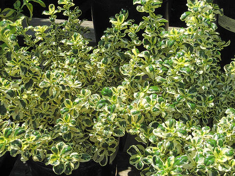 Coprosma Marble Queen