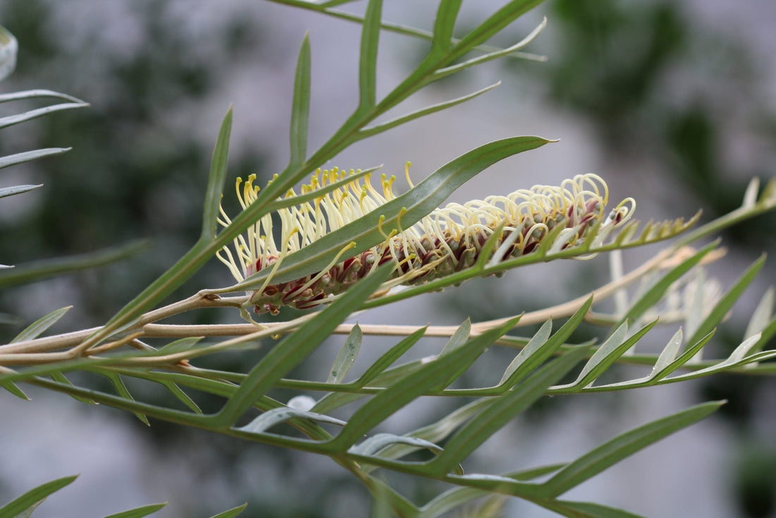Grevillea Strawberry Blonde - Ladybird Nursery