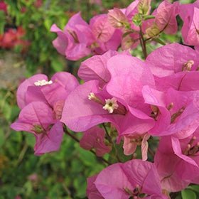 Bougainvillea Texas Dawn (Bougainvillea glabra) - Ladybird Nursery
