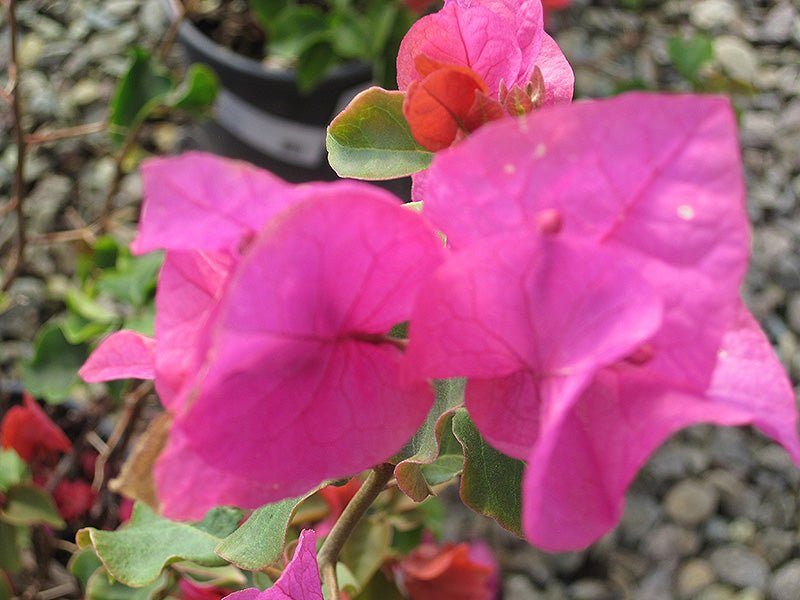 Bougainvillea Temple Fire (Bougainvillea glabra) - Ladybird Nursery
