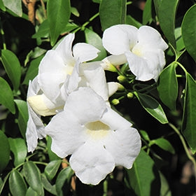 Bower Vine Wedding Bellz (Pandorea jasminoides)