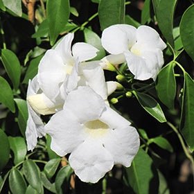 Bower Vine Wedding Bellz (Pandorea jasminoides) - Ladybird Nursery