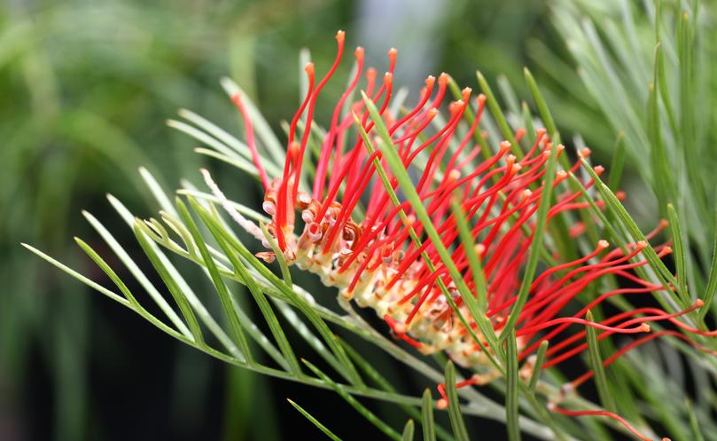 Grevillea Scarlet Moon