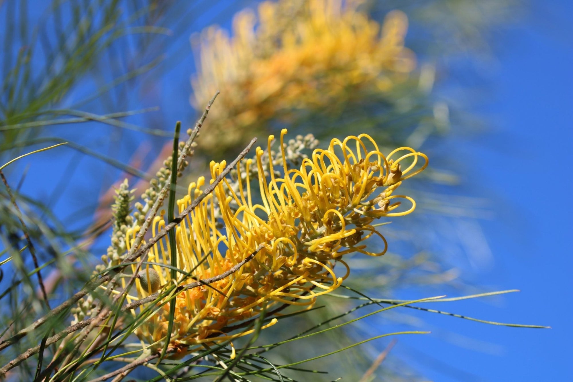 Grevillea Yamba Sunshine - Ladybird Nursery