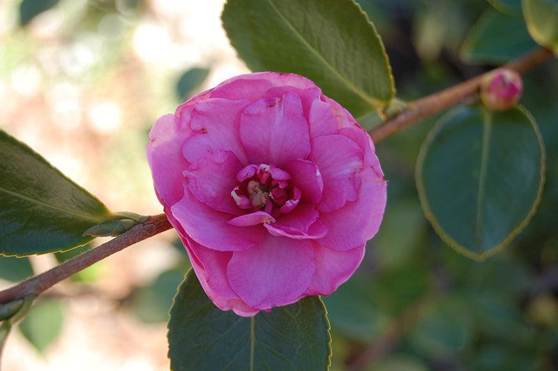 Sasanqua Camellia Chansonette (Camellia sasanqua)
