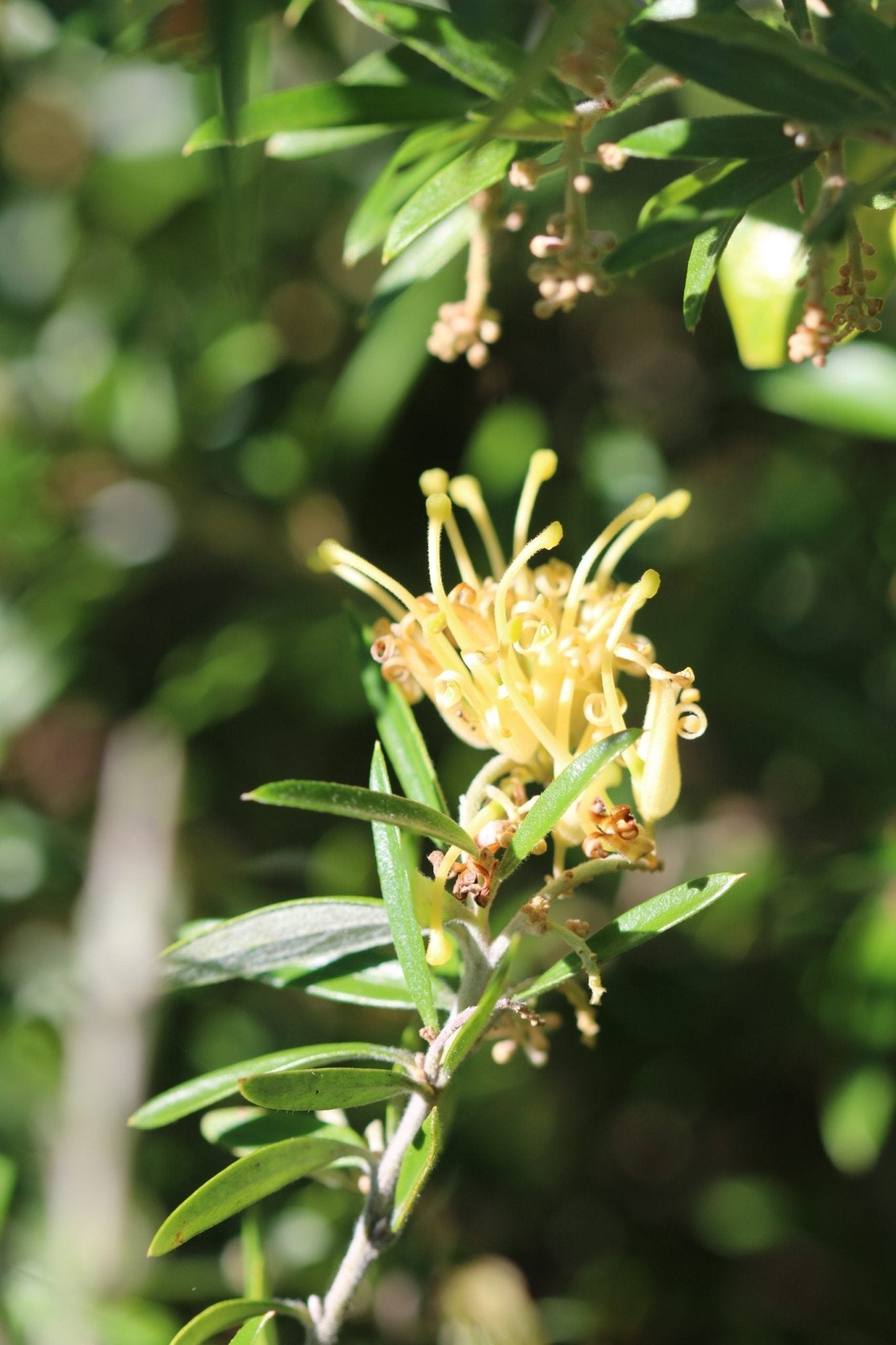 Grevillea Canterbury Gold - Ladybird Nursery