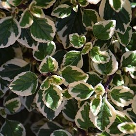 Hemizygia Candy Kisses (Hemizygia ) variegated - Ladybird Nursery