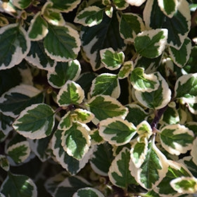 Hemizygia Candy Kisses (Hemizygia )