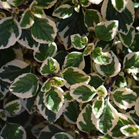 Hemizygia Candy Kisses (Hemizygia )