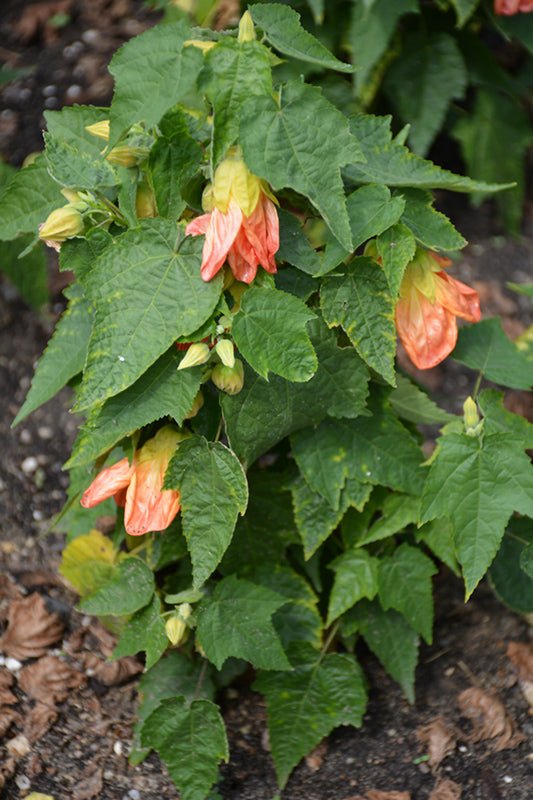 Chinese Lantern Tangerine (Abutilon) - Ladybird Nursery