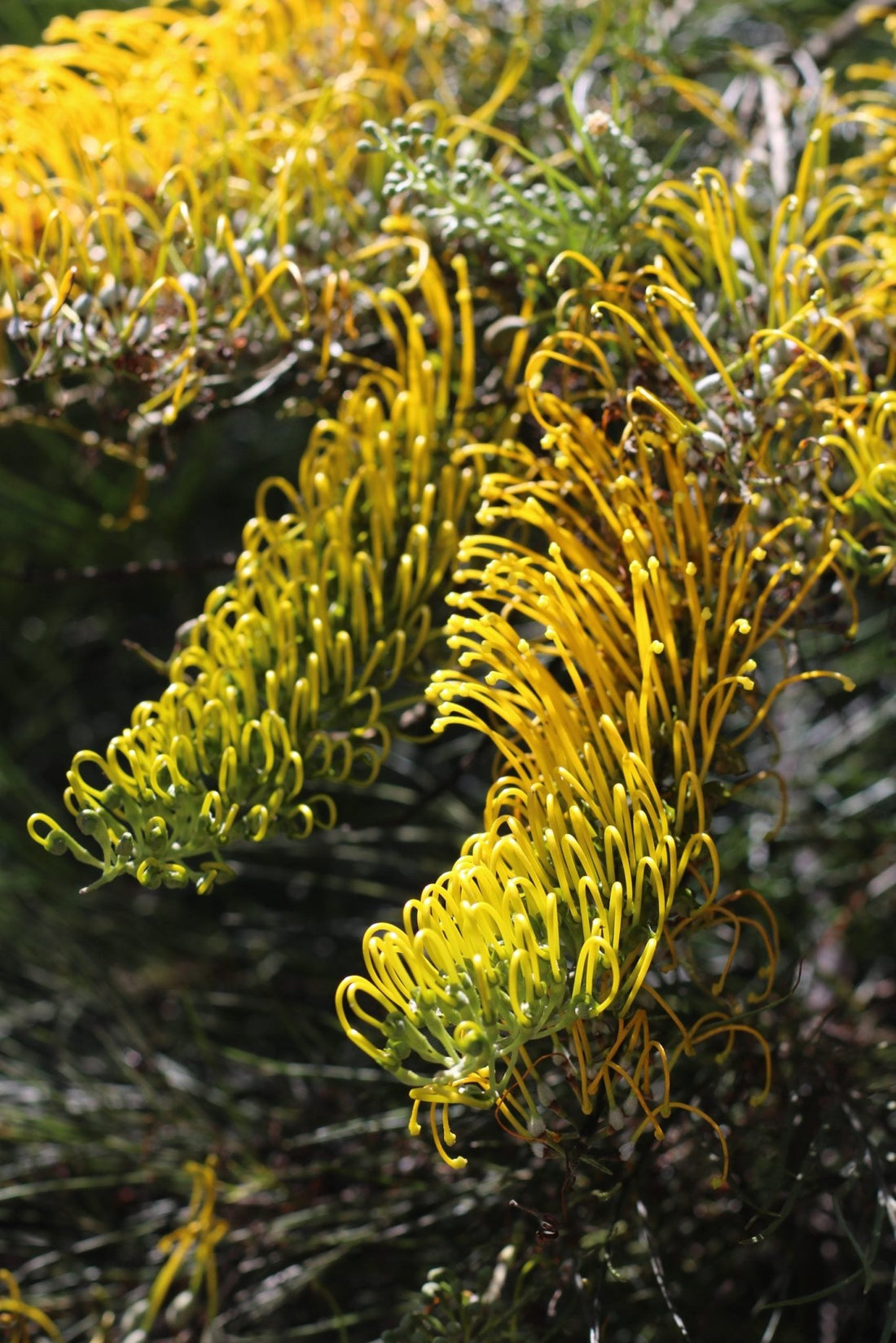 Grevillea Cooroora Cascade - Ladybird Nursery