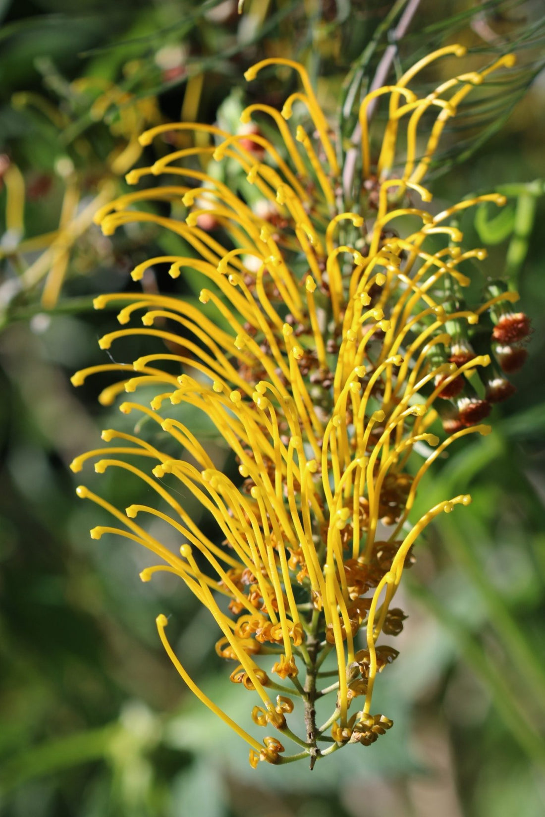 Grevillea Cooroora Cascade - Ladybird Nursery