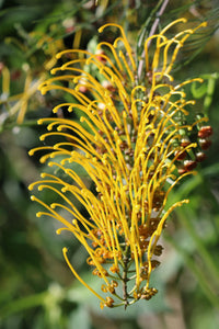 Grevillea Cooroora Cascade